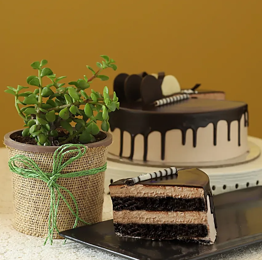 Jade Plant & Chocolate Cake
